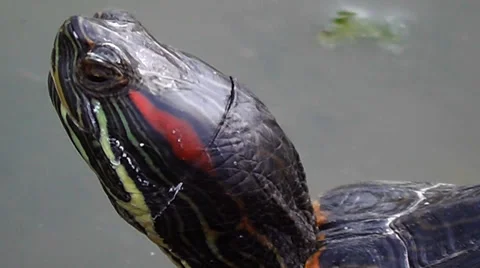 Turtle Stock Footage 35513694