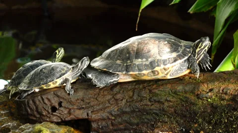 Turtle Video stock 37119110