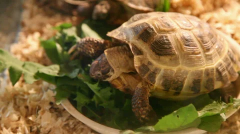Turtle Stock Footage 39025658