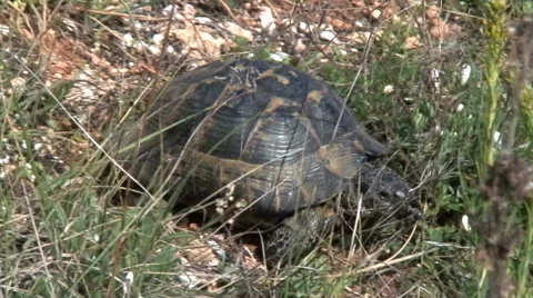 Turtle Stock-Footage 48577402