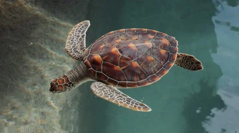 Turtle Stock-Footage 69056089