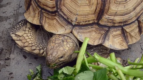 Turtle Stock Footage 71577434