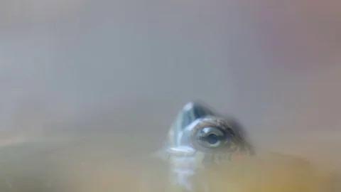 Turtle Stock Footage 75638305