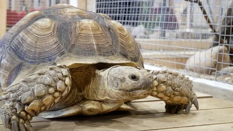 Turtle Stock Footage 79660725