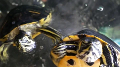 Turtle 動画素材 79660742