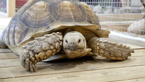 Turtle Stock Footage 79660746