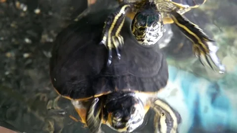 Turtle Stock Footage 79660758