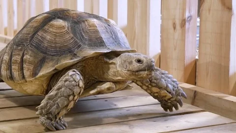 Turtle Stock Footage 79660768