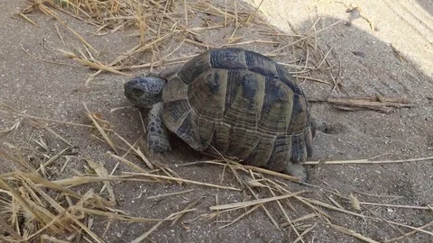 Turtle Video stock 80090484