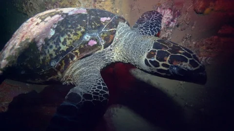 Turtle Stock Footage 86481276