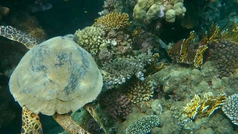 Turtle Vídeo Stock 87659142