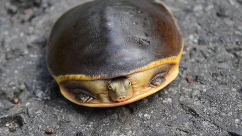 Turtle Video stock 94938564