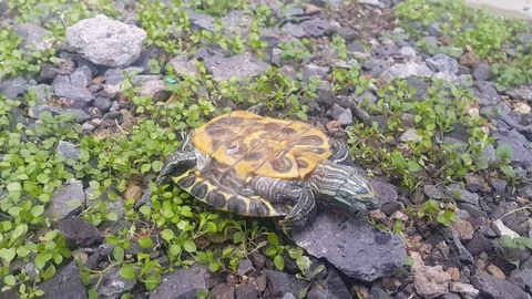 Turtle Stock Footage 106369944