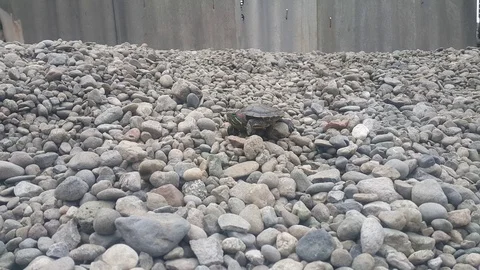 Turtle Stock Footage 106369947