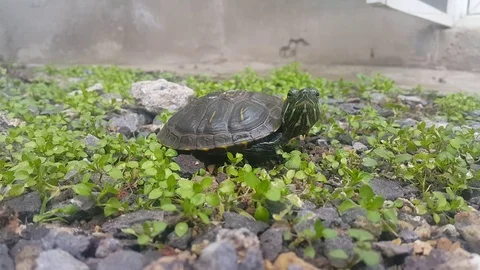 Turtle Stock Footage 106369956
