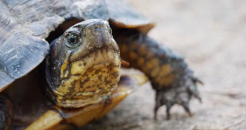 A turtle Stock Footage 113579242