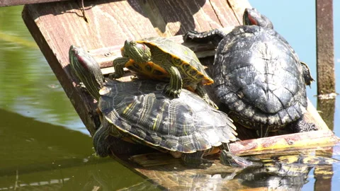 Turtle Stock Footage 114274415