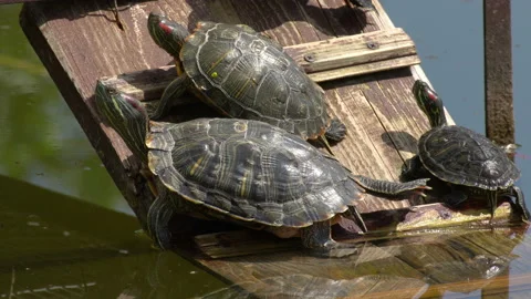 Turtle 動画素材 114275610