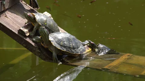 Turtle Stock Footage 114275683