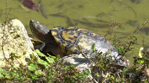 Turtle. Stock Footage 116550113