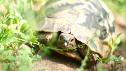Turtle Stock Footage 135651575