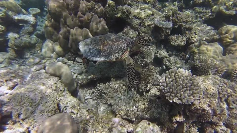 Turtle Stock Footage 143487804