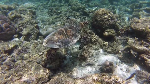 Turtle Stock Footage 143487945