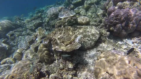 Turtle Stock Footage 143487952