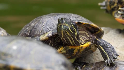 Turtle Stock Footage 150200017