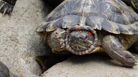 Turtle Stock Footage 150411977