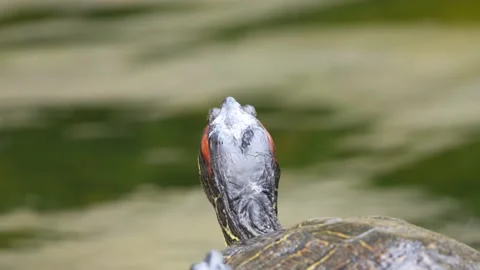 Turtle Stock Footage 150411981