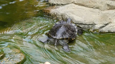 Turtle Stock Footage 150417384