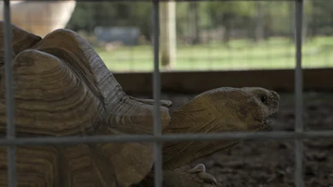 Turtle 스톡 동영상 151662954