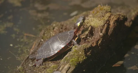 Turtle Stock Footage 151861782