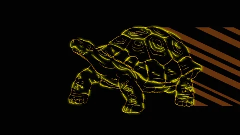 Turtle Stock Footage 153460655