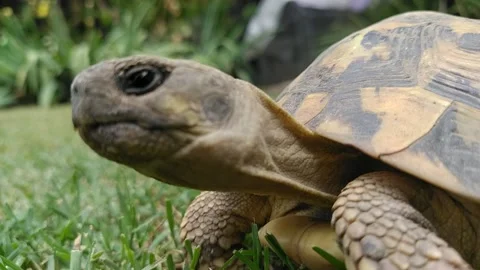 Turtle Stock Footage 197401810