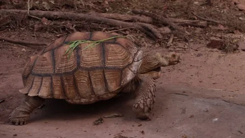 Turtle Video stock 225413235