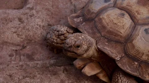 Turtle Video stock 225413246