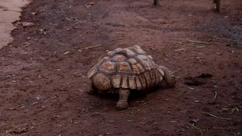 Turtle Stock Footage 225413249