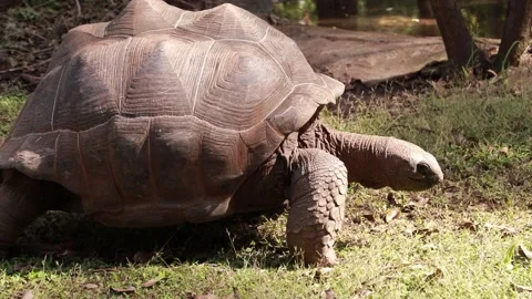 Turtle Stock Footage 225413252