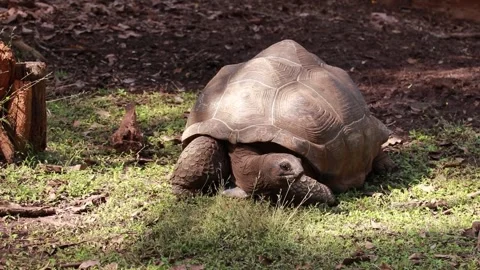 Turtle Stock Footage 225413254