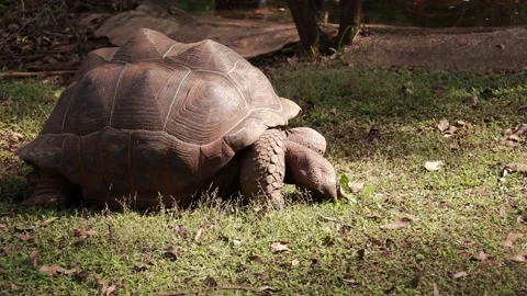 Turtle Stock Footage 225413256