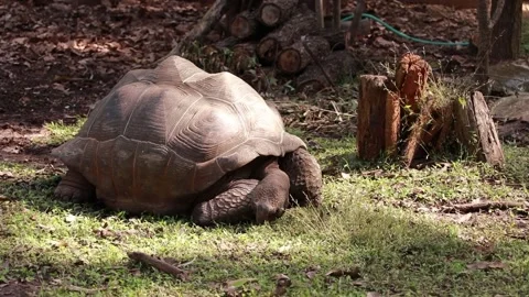 Turtle Stock Footage 225413265