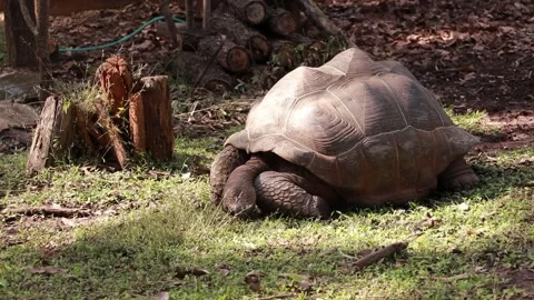 Turtle Stock Footage 225413274