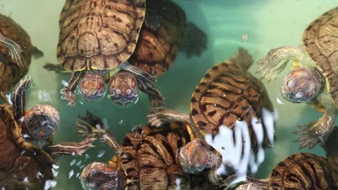 Turtle Stock Footage 294189480