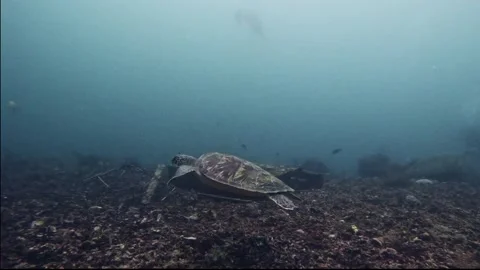 Turtle Video stock 300854861