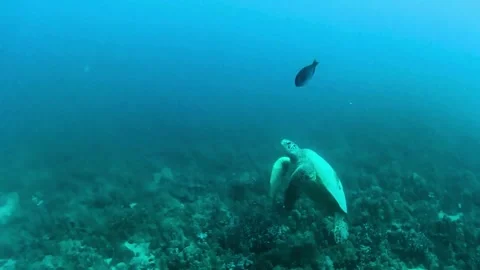 Turtle Stock Footage 305731600