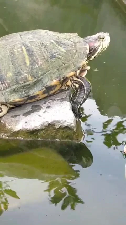 Turtle Stock Footage 317453681