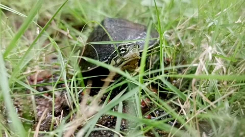 The Turtle Stock Footage 337861622