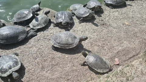 Turtle Stock Footage 340633010